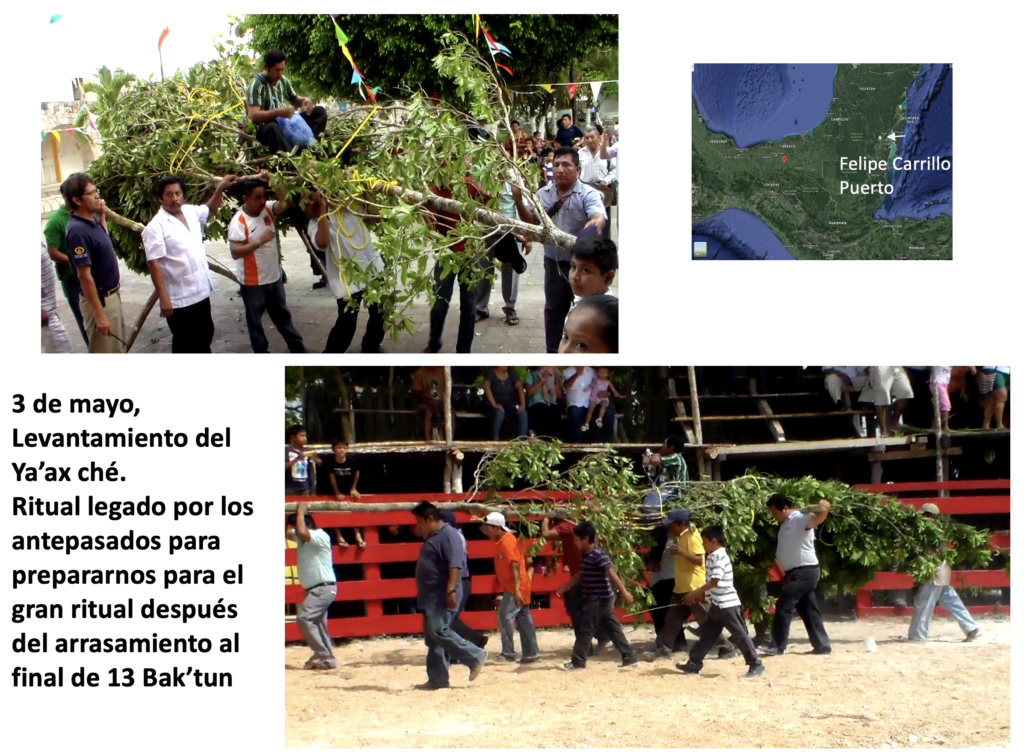 Community members in Felipe Carrillo Puerto raising and carrying the sacred Yax Ché tree